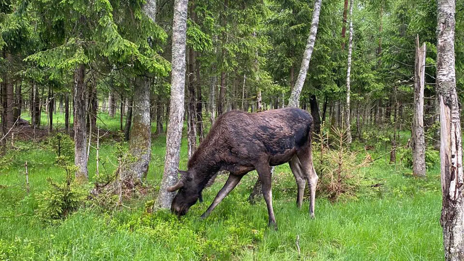 Ein Elch steht auf einer Lichtung im Wald und frisst Grass.