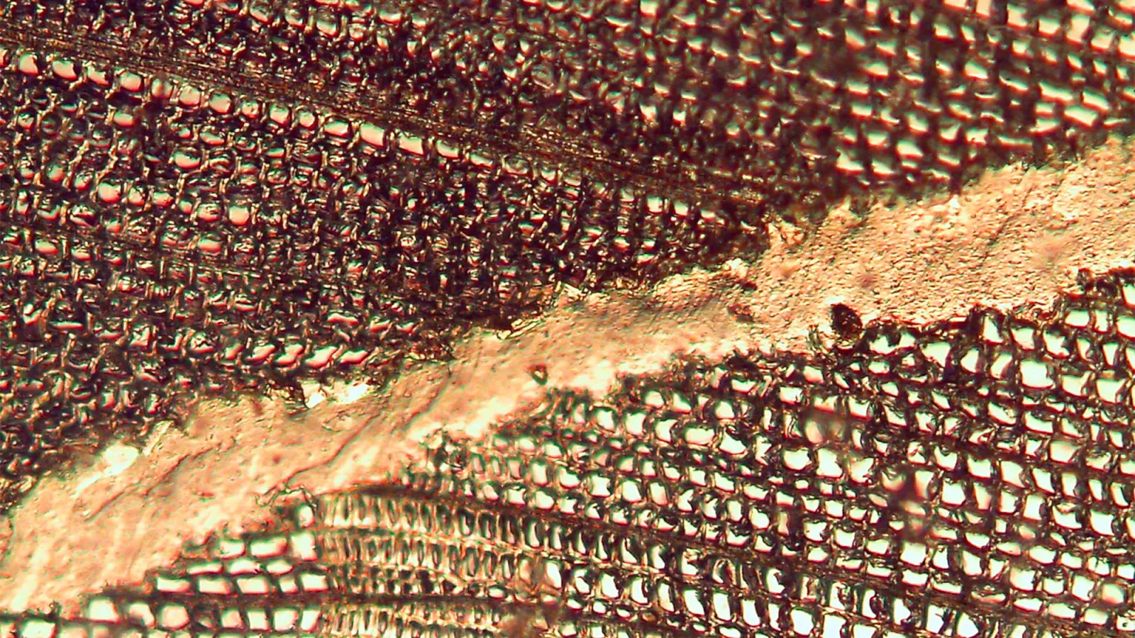 Aufnahme der Klebefuge im Brettschichtholz mit einem Mikroskop