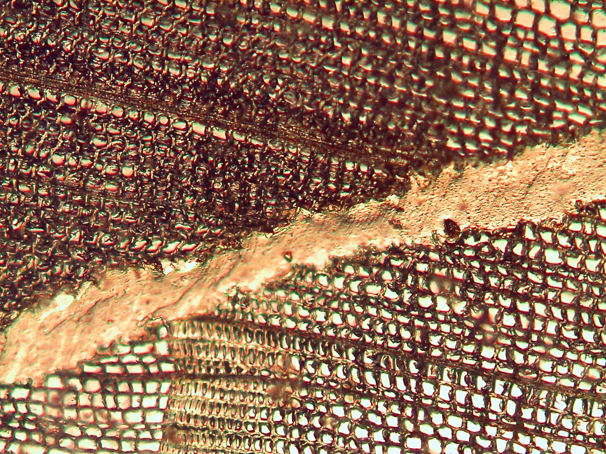 Aufnahme der Klebefuge im Brettschichtholz mit einem Mikroskop