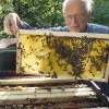 Älterer Mann sieht sich Bienenwaben an